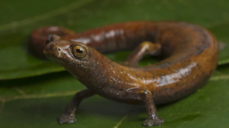 Salamandra peruana | TreXperience