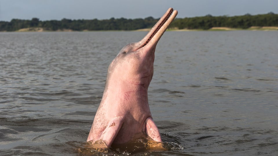 Pink Dolphin Amazonas
