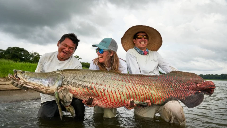 Arapaima (Pirarucú) | TreXperience