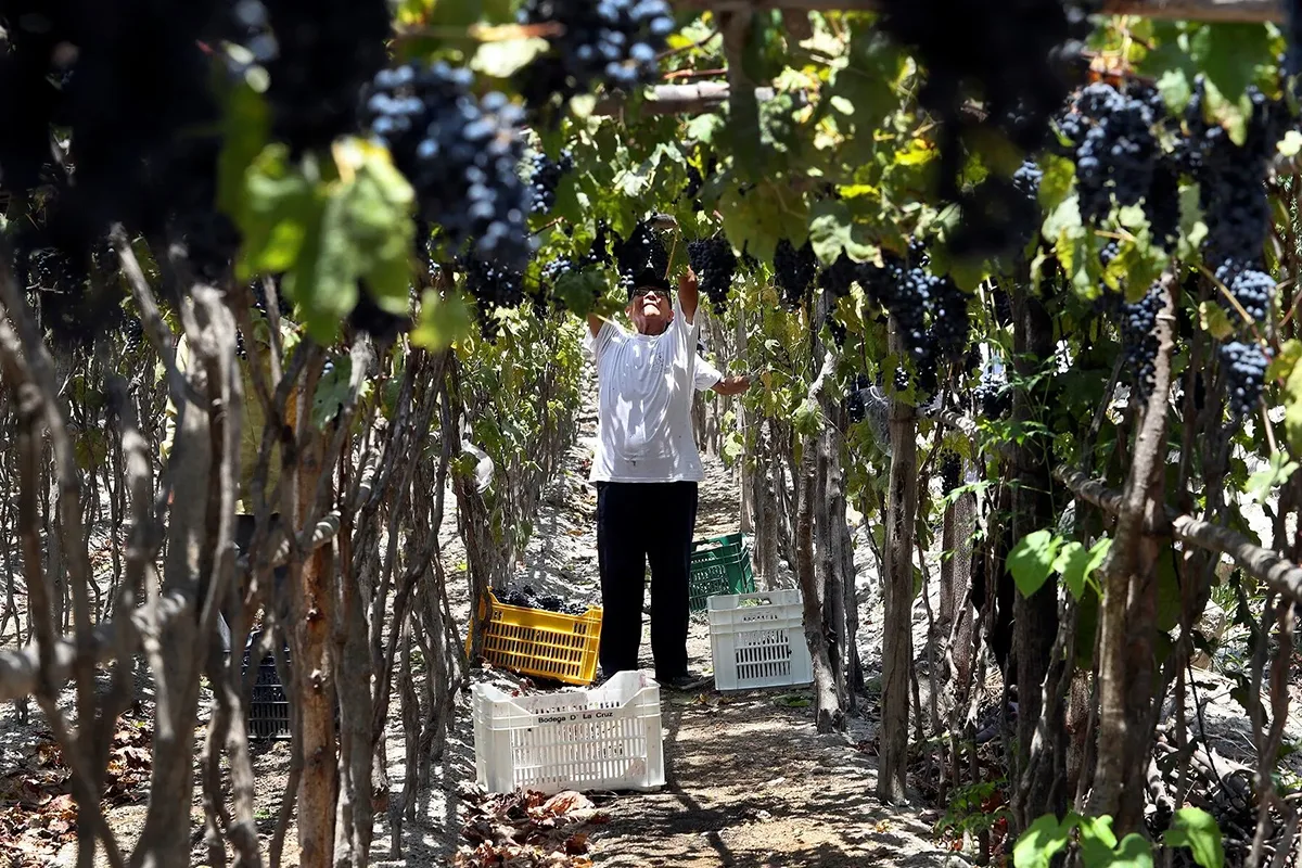 Man harvesting grapes - History and Production of Peru's Emblematic Drink