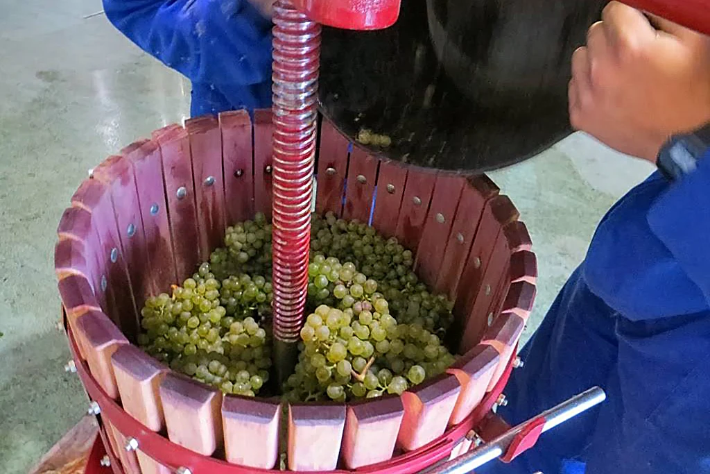 grape pressing - History of Peruvian Pisco | TreXperience