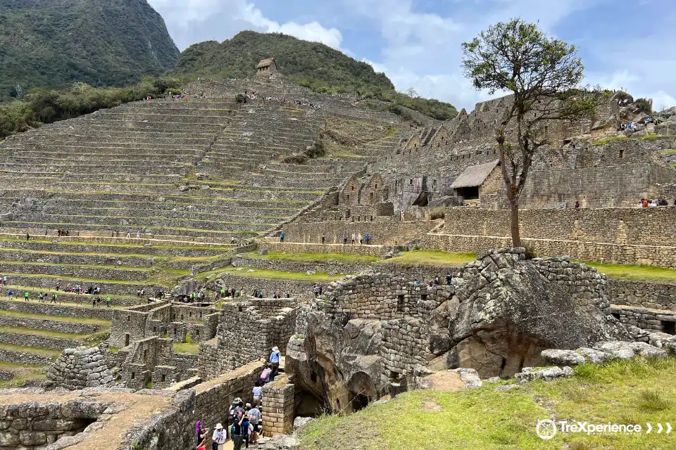 Pisonay Three in Machu Picchu | TreXperience