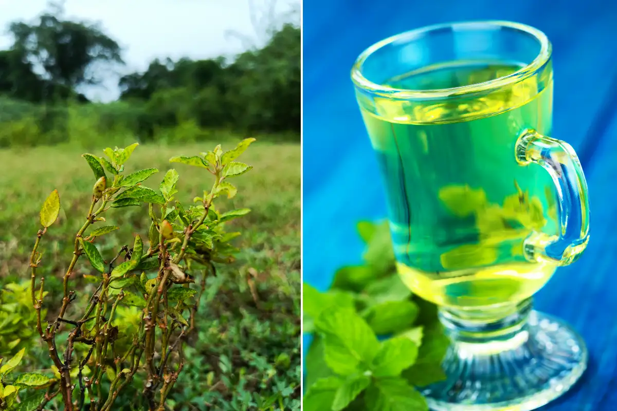 Muña Plant and Herbal Tea | TreXperience Muña Plant and Herbal Tea | TreXperience