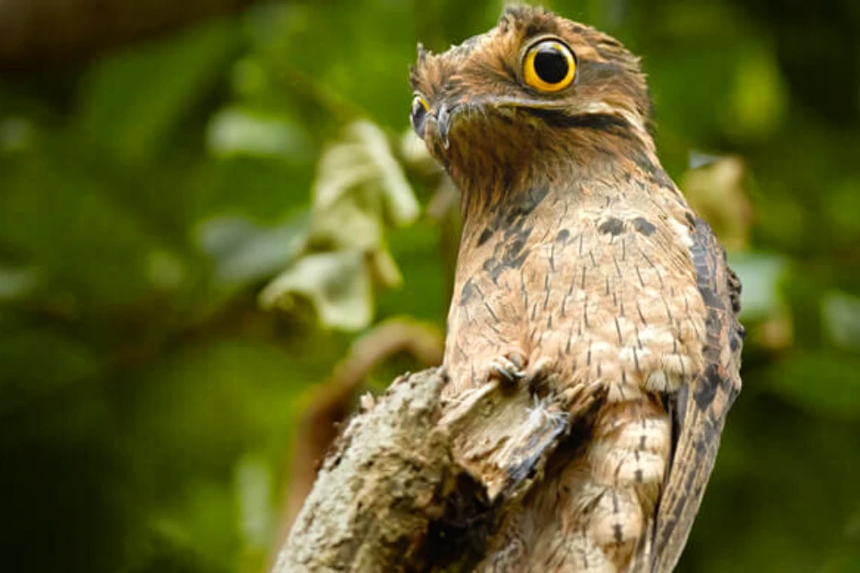 Ave Potoo | TreXperience