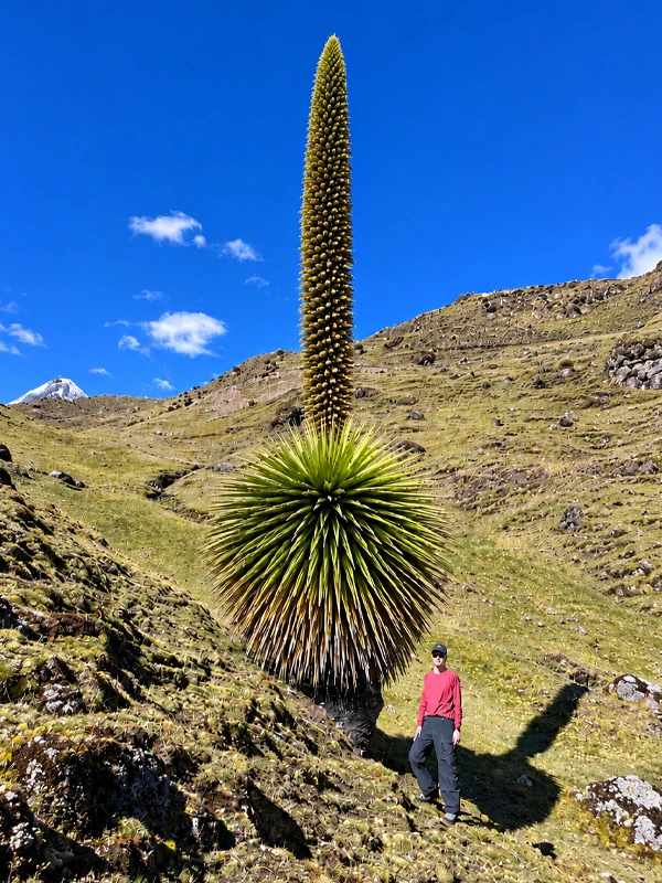 Puya Raimondi Lares Puya Raimondi Lares | TreXperience