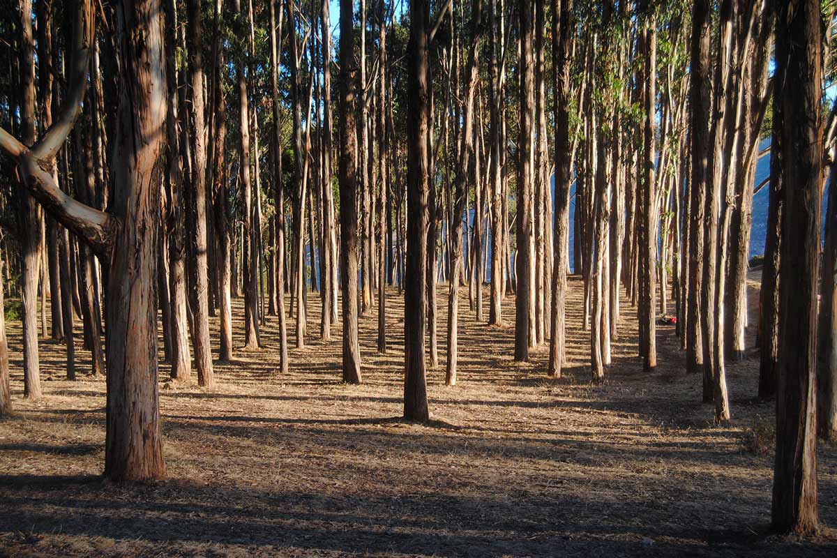 qenqo forest | TreXperience