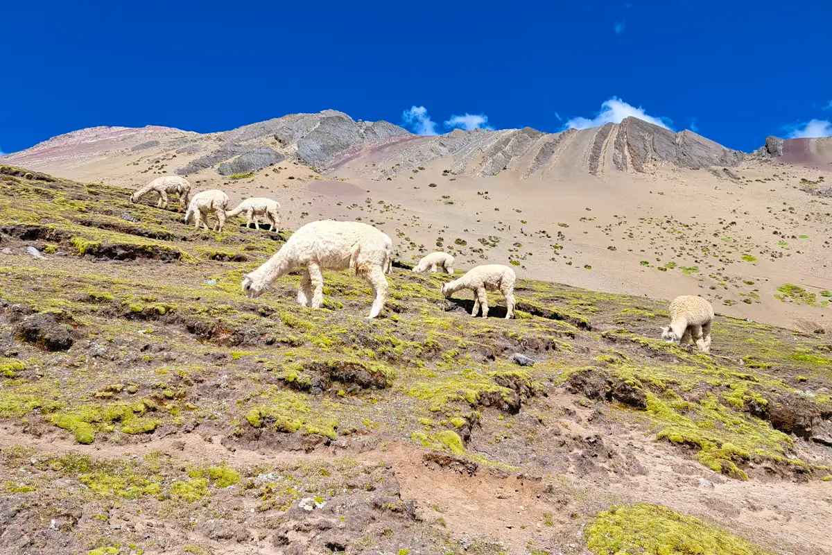 Free-Roaming Alpacas along the trail to Rainbow Mountain Free-roaming alpacas in the open fields along the trail to Rainbow Mountain.