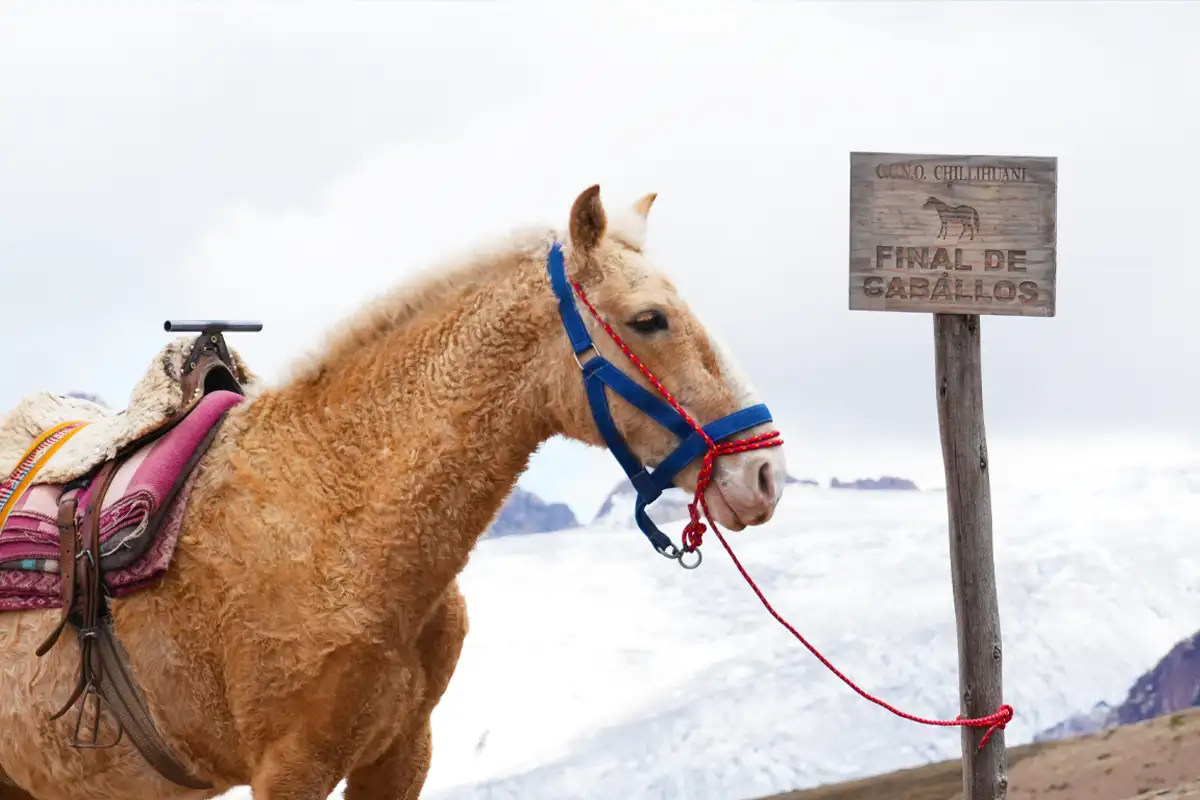 Horseback Transport on the Trails to Rainbow Mountain and Humantay Lake Horse used for transportation along the trails to Rainbow Mountain and Humantay Lake.