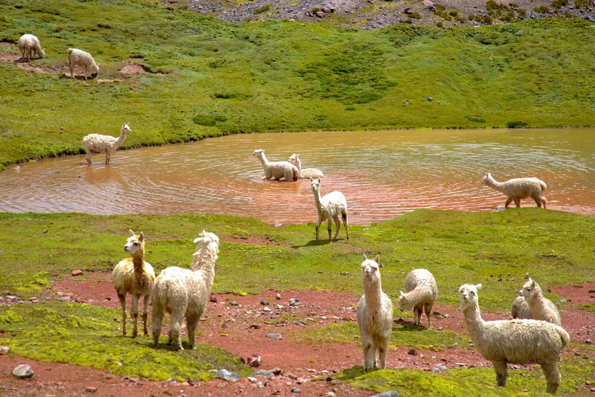 Llamas y alpacas disfrutando de un chapuzón en las montañas luego de las lluvias Llamas y alpacas disfrutando de un chapuzón en las montañas luego de las lluvias | TreXperience