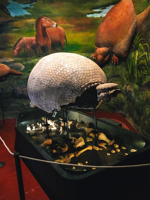 Fosiles encontrados en el cusco museos fosil de gliptodonte | TreXperience