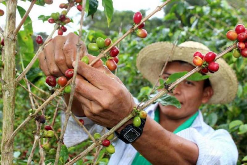 Coffee producer in Peru | TreXperience