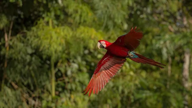 Guacamayo rojo en la selva peruana | TreXperience