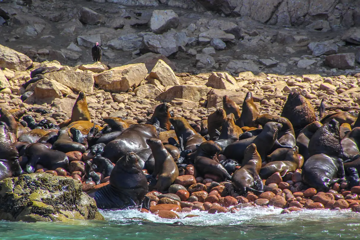 Sea lions in the Ballestas Islands
