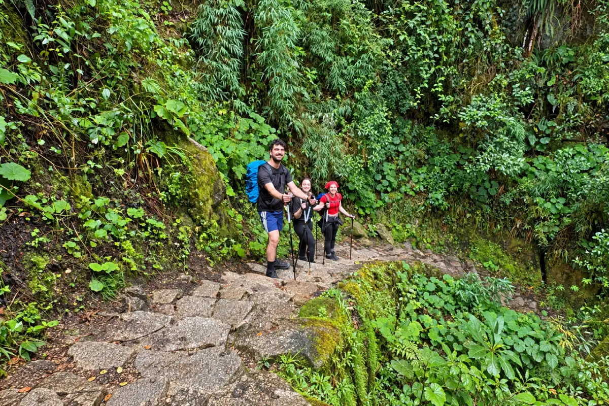 Escaleras en el bosque | TreXperience