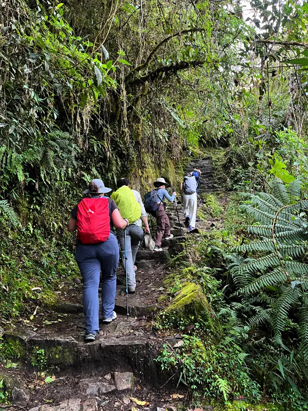 Excursionistas subiendo escalones de piedra rodeados de vegetación en un sendero de montaña | TreXperience