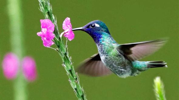 peruvian birds | TreXperience
