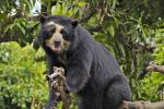spectacled bear in Machu Picchu | TreXperience