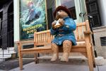 paddington en peru | TreXperience