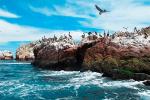 Islas Ballestas Paracas | TreXperience