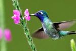 peruvian birds | TreXperience