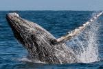 peru sealife whales | TreXperience