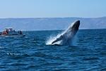 humpback whale in Peru