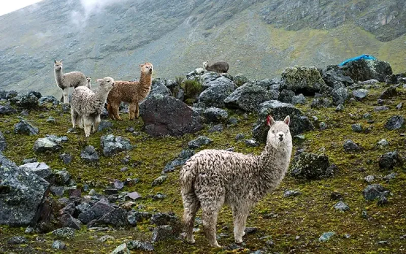 Caminata a lares de lujo
