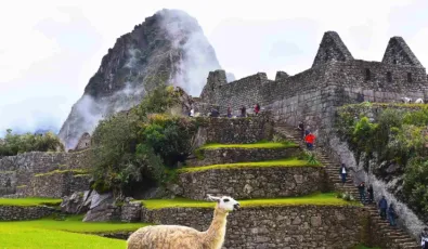 Llamas de Machu Picchu