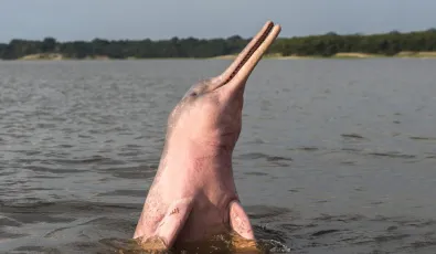 Amazon Pink River Dolphin