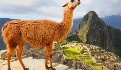 Llama in Machu Picchu - Machu Picchu in April | TreXperience