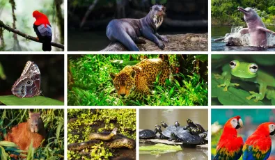 Amazon Rainforest Animals | TreXperience