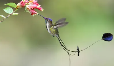 Plants and Animals of Machu Picchu | TreXperience