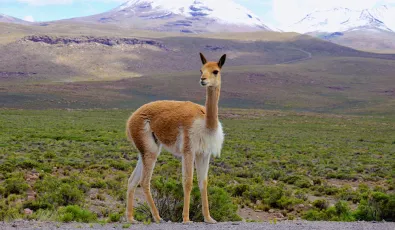 vicuna camelido | TreXperience