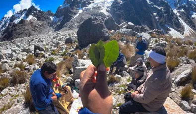 Coca tea - Kintu Sacred Ceremony