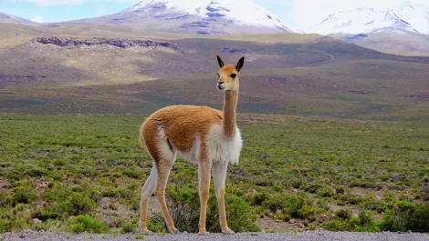vicuna | TreXperience