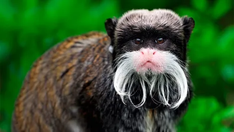 manu national park fauna | TreXperience