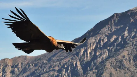 andean condor head | TreXperience