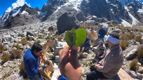 Coca tea - Kintu Sacred Ceremony
