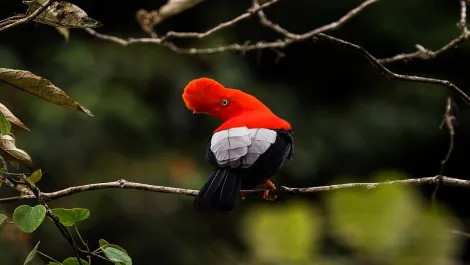 Male cock of the rock from behind on a branch | TreXperience
