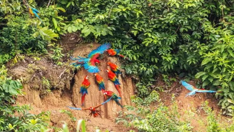 Guacamayos rojos en la collpa de Tambopata | TreXperience