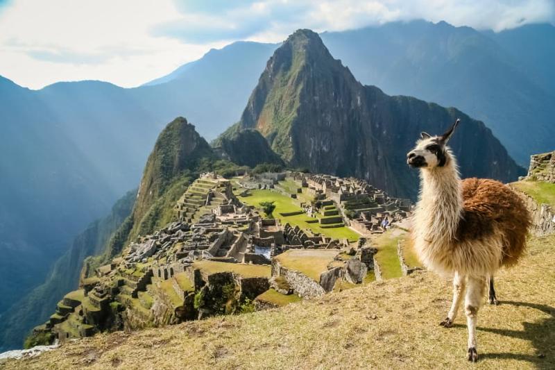 Llama en Machu Picchu - Trek Ausangate a Machu Picchu | TreXperience