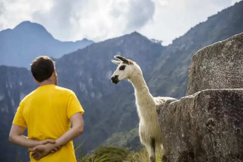 Llama Machu Picchu | Trexperience Peru