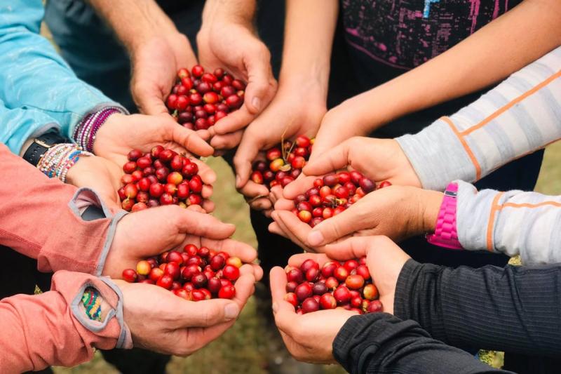coofee beans - Luxury Machu Picchu Tours | TreXperience