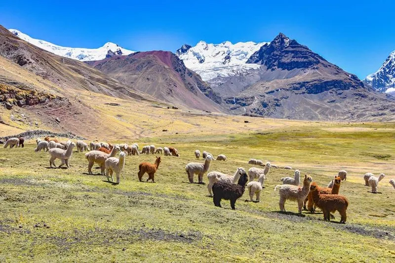 Alpacas en Ausangate - Ausangate Trek a Machu Picchu | TreXperience