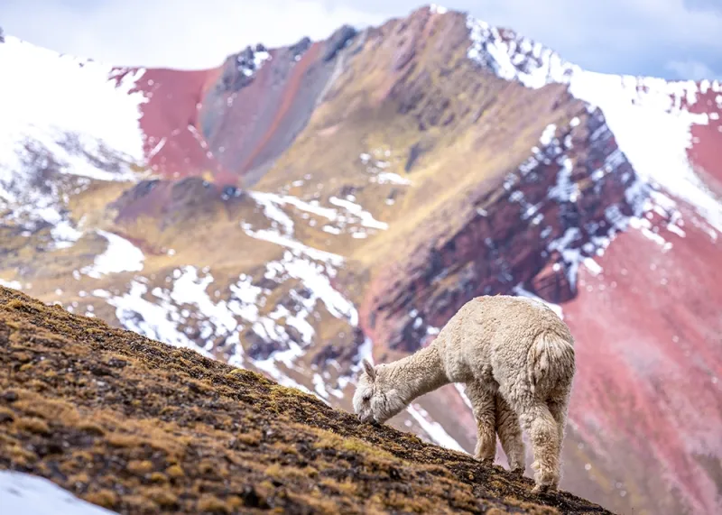 Alpaca en Montaña de Colores - Tours a Ausangate | TreXperience