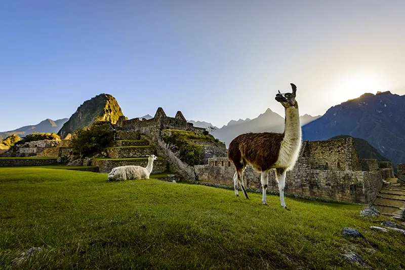 Llamas in Machu Picchu | TreXperience