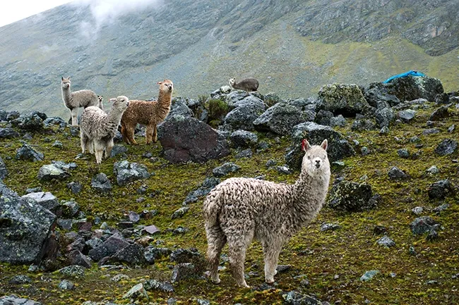 Llamas at Lares Trek to Machu Picchu | TreXperience