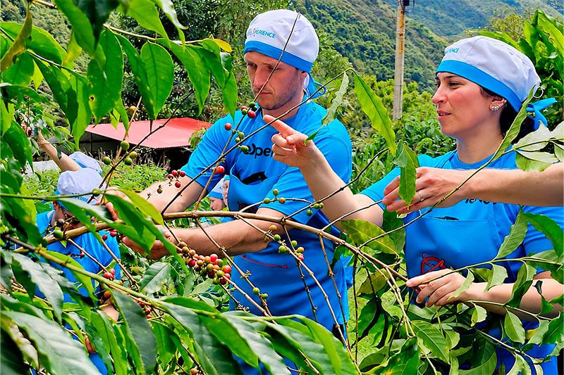 Viajeros con delantales azules observando frutos rojos y verdes en las ramas de un cafeto