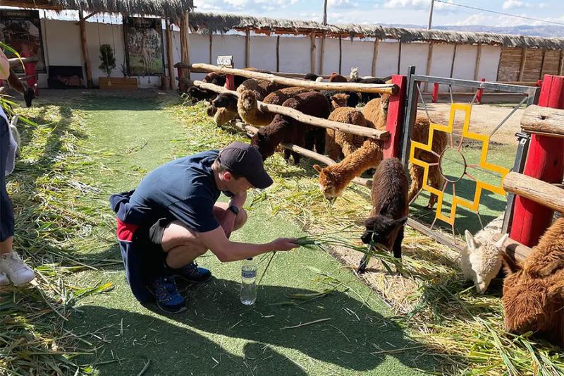 Viajero dando pasto a una alpaca negra junto a un corral con alpacas blancas y marrones