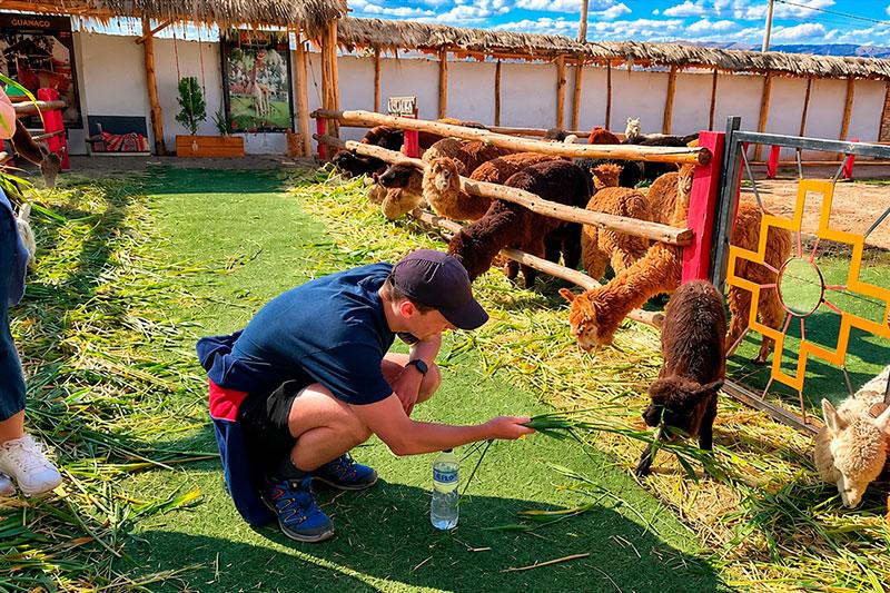 Traveler feeding grass to a black alpaca beside a pen with brown and white alpacas